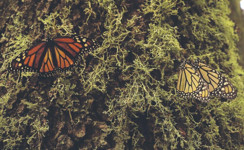 Las campañas contra la tala clandestina han ayudado a proteger a las mariposas.