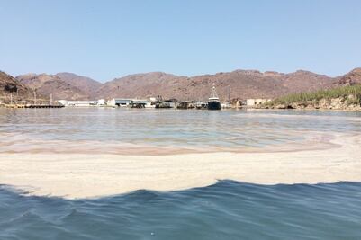 Sardineras contaminan el Mar de Cortés