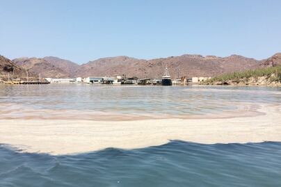 Sardineras contaminan el Mar de Cortés