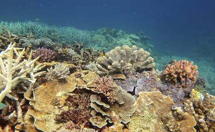 La Gran Barrera de Coral de Australia fue valorada en 56 mil millones dólares