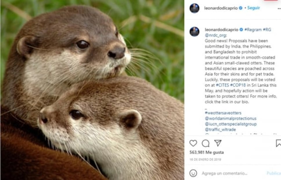 Amor y compromiso por los animales, estos famosos hacen todo por ellos