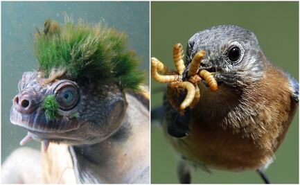 Las lágrimas de aves y reptiles, no muy diferentes a las de los humanos
