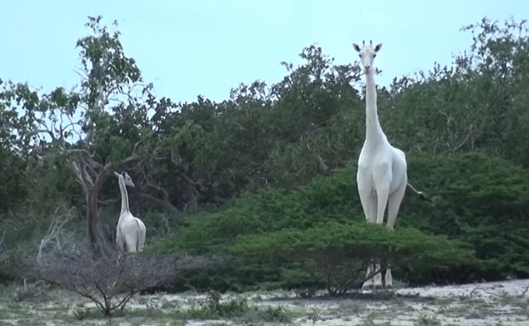 (Foto: Hirola Conservation Program)
