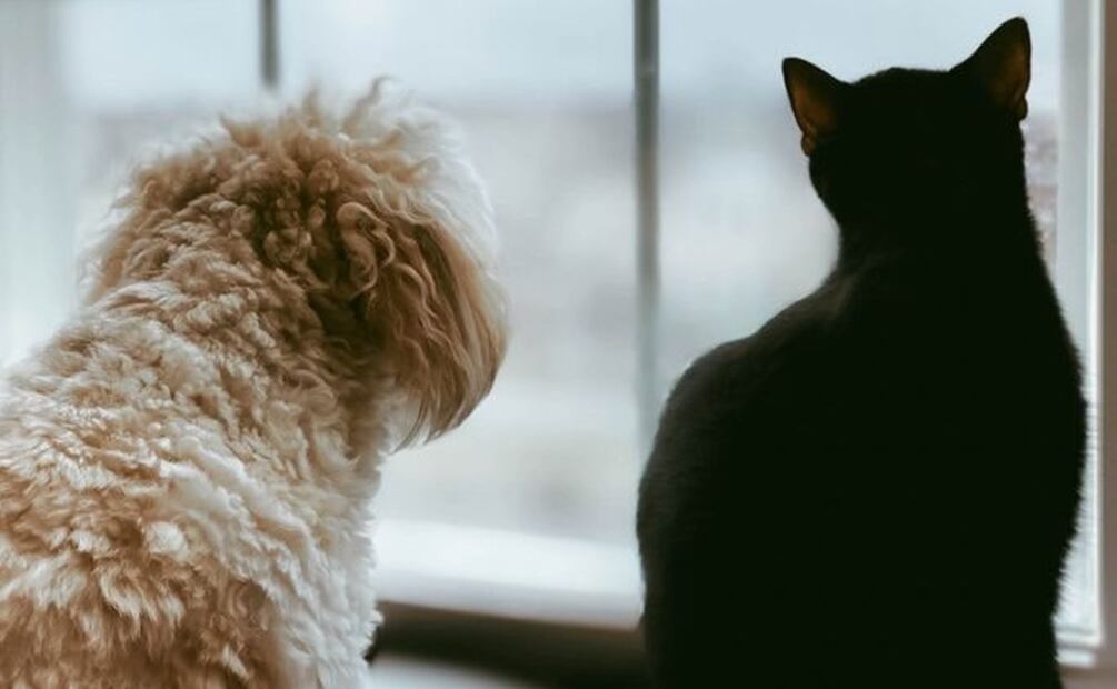 Las mascotas pueden sufrir estrés y ansiedad. Te decimos qué lo detona y cómo tratarlo. / Foto: Especial.