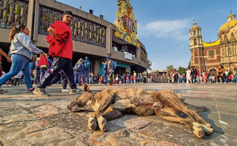 Los perros que llegaban a la Basílica buscaban comida, agua y descanso. Foto: Jorge Medellín | El Universal