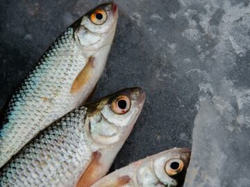 Estas son las recomendaciones de la Profeco para la compra de pescados y mariscos