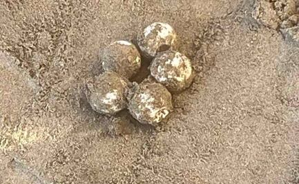 Protegen playas por desove de tortugas en Sinaloa, rescataron más de 120 huevos