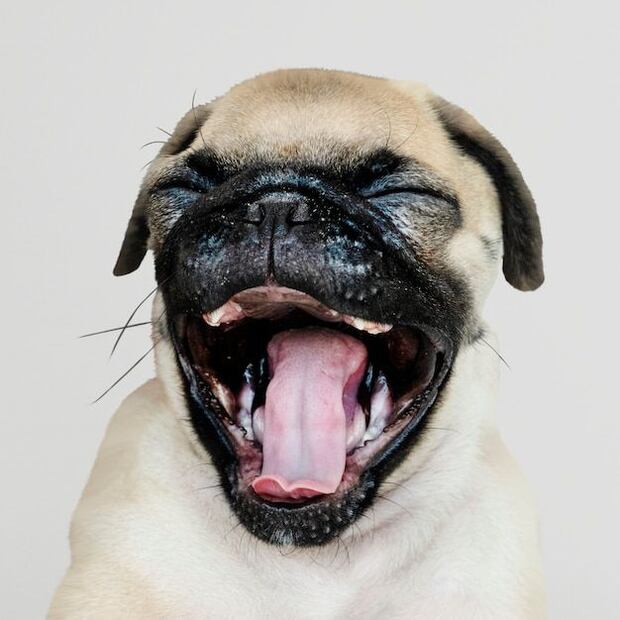 Los misteriosos bostezos de los Perros. Fuente: Freepik.