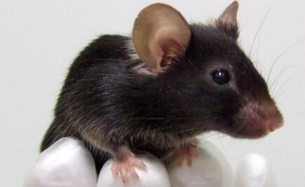 Edición genética corrige parcialmente ceguera en ratones