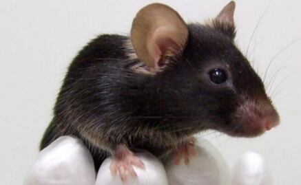 Edición genética corrige parcialmente ceguera en ratones