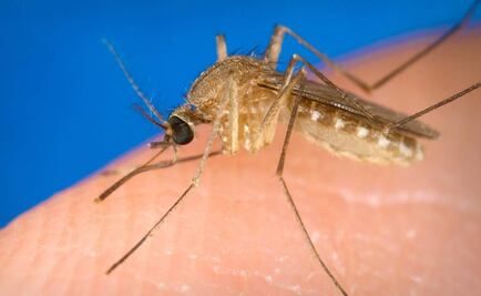 Confirman caso de zika en Cárdenas, Tabasco