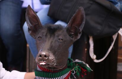 Para la oreja: Chapultepec celebrará Día Internacional del Perro con jornada de bienestar animal y más