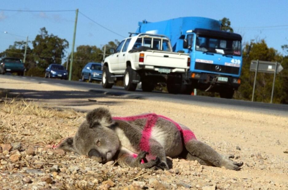 Los koalas podrían extinguirse en el este de Australia para el 2050