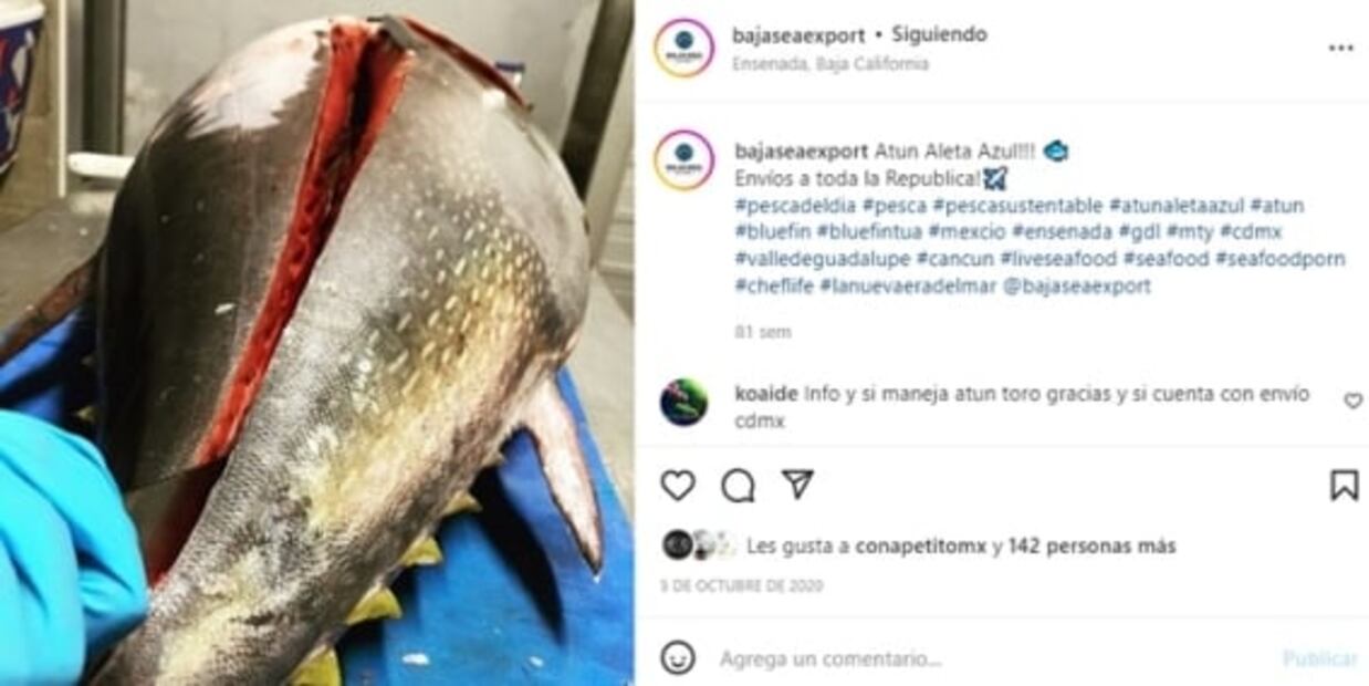 ¿Dónde comprar atún fresco y elegir el mejor?