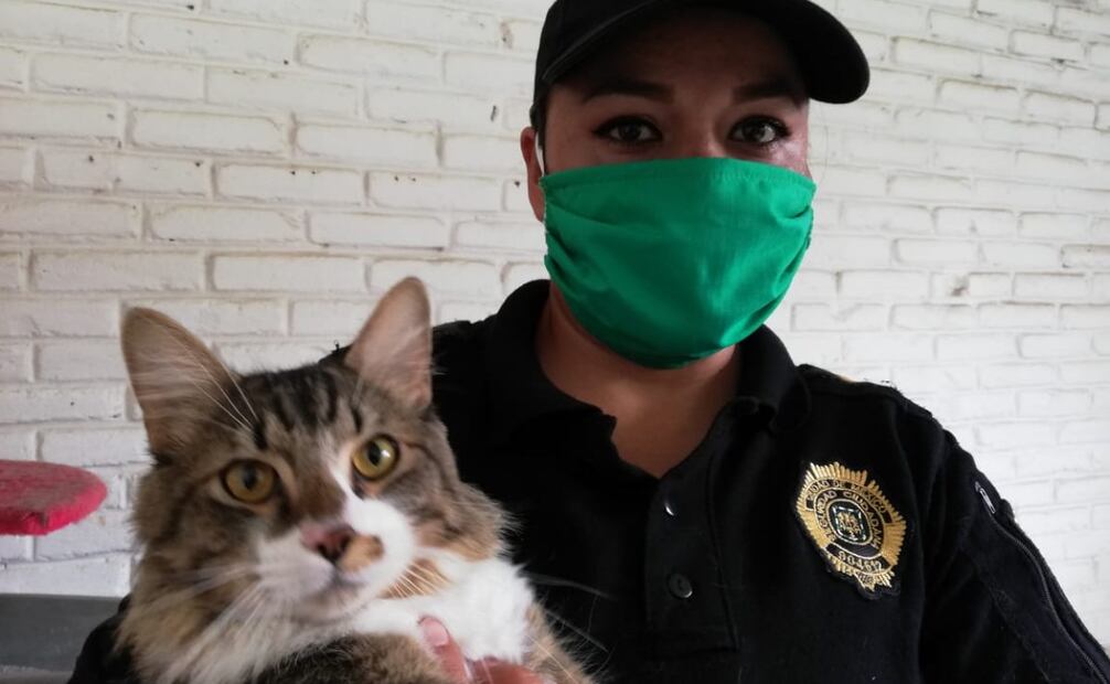 Brigada de Vigilancia Animal rescató más de 250 animales domésticos en 2024 (07/01/2025). Foto: BVA