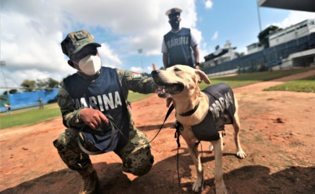Perrito rescatado por la Marina podría empezar a salvar vidas en un año