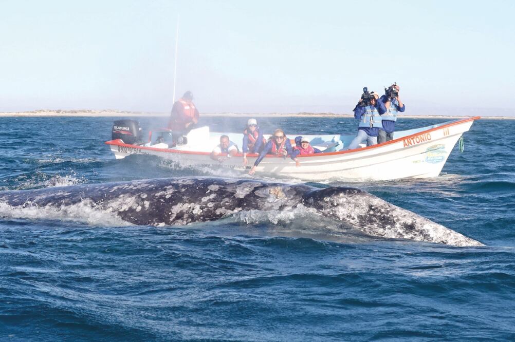 En las lagunas de Baja California Sur se permite la pesca, la acuacultura y el turismo (GERMÁN GARCÍA. EL UNIVERSAL)