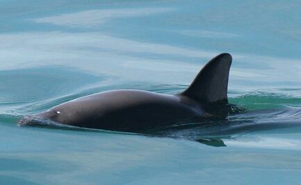 Llaman a reforzar estrategia para evitar extinción de vaquita marina