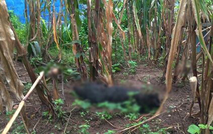 Envenenamiento masivo mata a 60 perros en San Juan Chamula, Chiapas