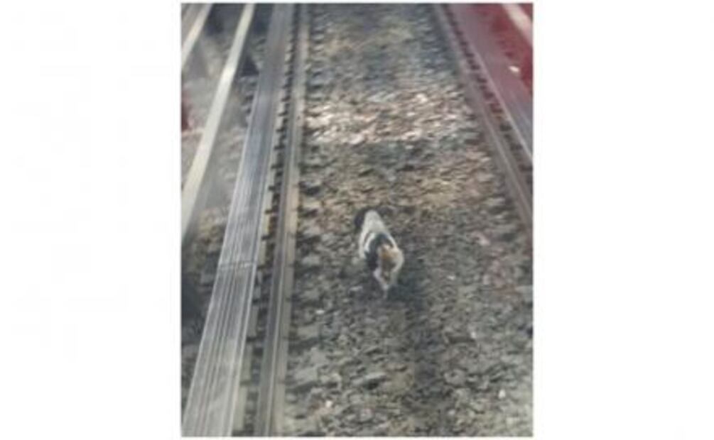 Rescatan a perro que caminaba por las vías del Metro Velódromo