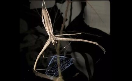 Las arañas con cara de ogro pueden oír a pesar no tener orejas