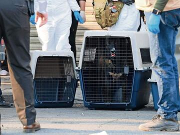 Catean inmueble y rescatan a 100 perros