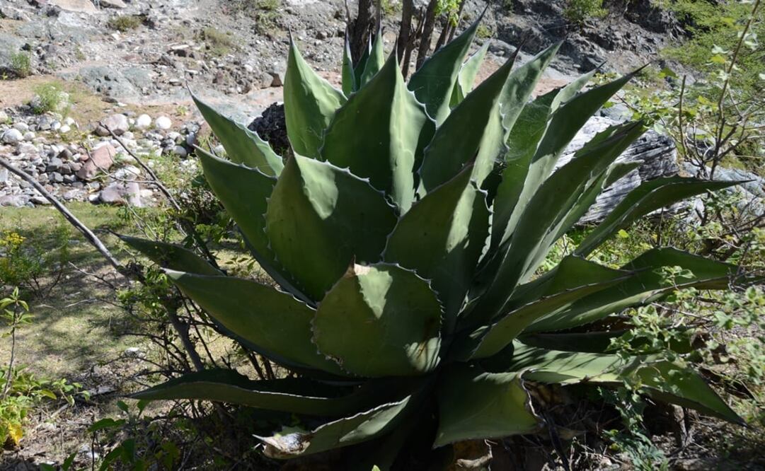 fotos: Mariana Castillo