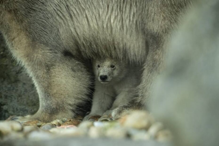 El primer año de cualquier oso polar representa un período crítico. Foto: archivo