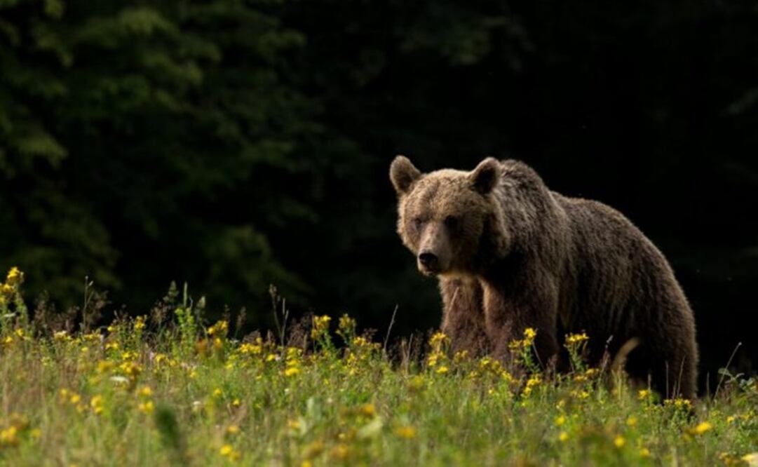 El oso pardo tiene hasta un 2.4% de ADN de oso cavernario. Foto Lajos Berde / Vía EFE