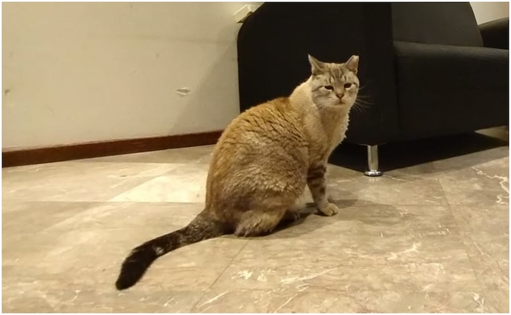 Zeus, uno de los gatos de Palacio Nacional. Foto: Gabriel Pano/ EL UNIVERSAL