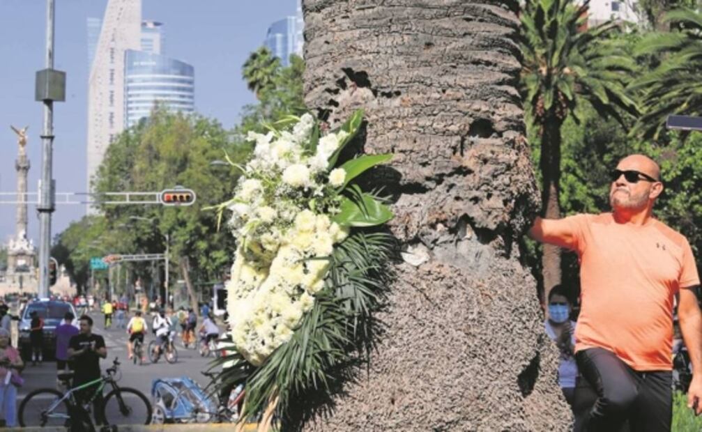 ¿Dónde votar para encontrar al relevo de la Palma de Reforma?