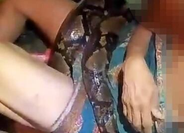 VIDEO: ¡Terror! Enorme pitón atrapa a tailandesa en su cocina y la aprieta por dos horas hasta que fue liberada