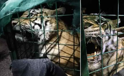 Extradición de Ovidio. Los experimentos y las torturas con tigres: lo que hacían los "Chapitos"