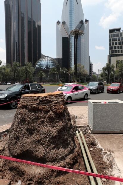 A la de Reforma se unen más palmeras en la CDMX; han muerto 189 por plagas