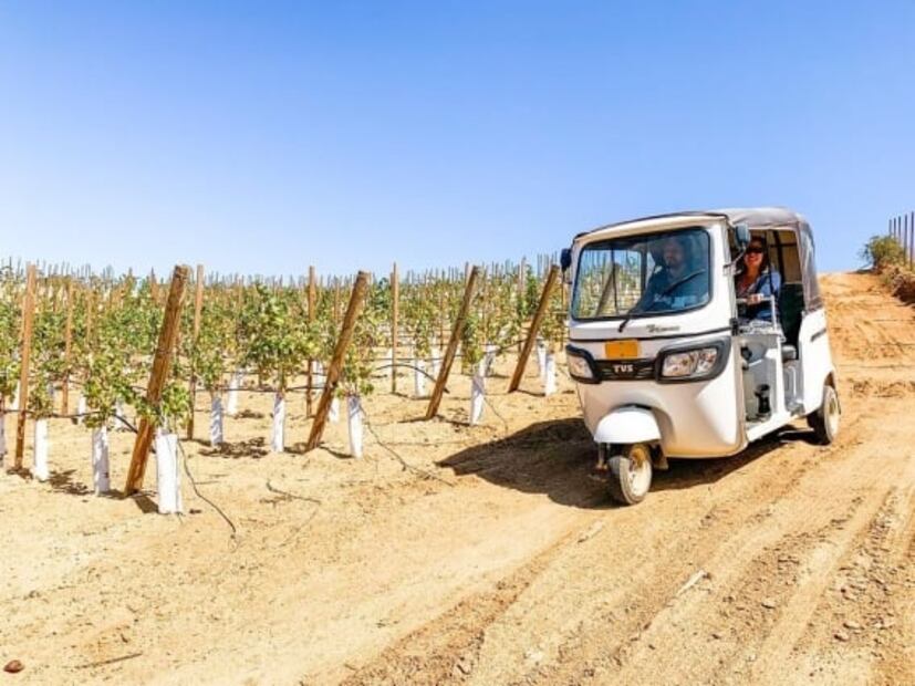 Vinícola Maglén, la expresión fresca del valle de San Antonio de las Minas