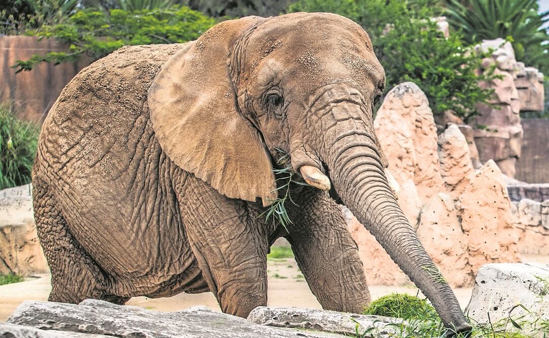 Ely, la elefanta en controversia: “Está contenta y es la más querida de América”