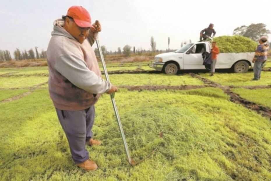 ¿De dónde vienen los romeritos que comemos en Navidad y Año Nuevo?