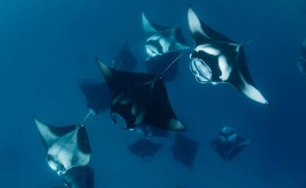 ¿Cómo nacen las mantarrayas?; conoce la respuesta de una bióloga