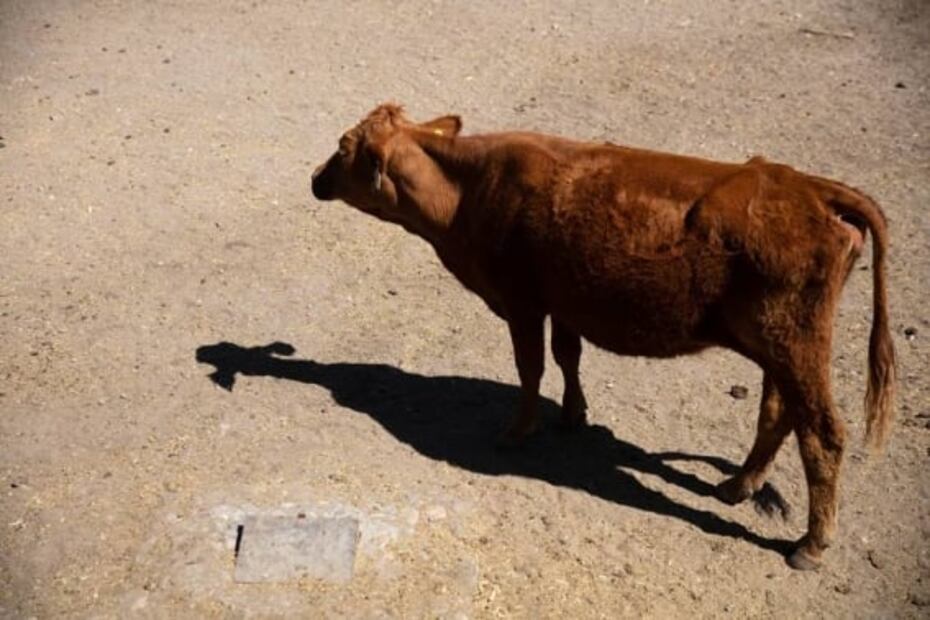 En Guanajuato encontramos un rancho regenerativo con la mejor carne orgánica
