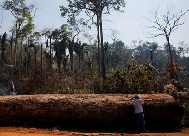 Deforestación en el Amazonas: la selva de Brasil sufre la mayor pérdida de vegetación desde 2008