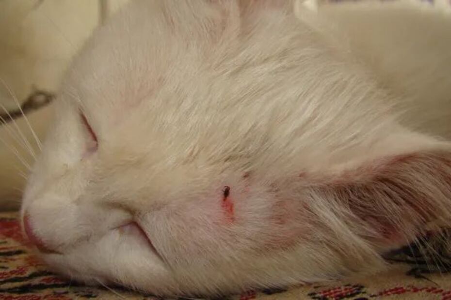 Si tu gato tiene calvas, no dudes en consultar con un veterinario. Fuente: Freepik.