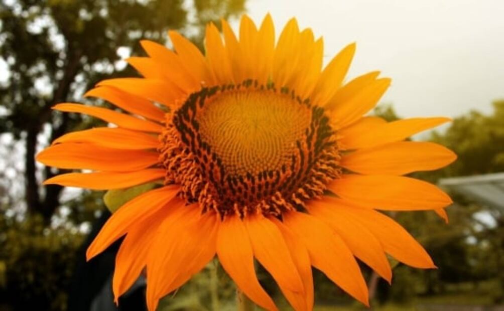 Estos son los beneficios de comer la pepita de la semilla de girasol
