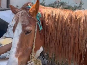 Tras retiro de Pancho, brindan alternativa a dueña del caballo carretonero; adaptan una motocicleta Italika