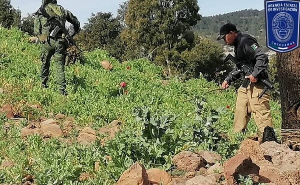 Plantíos de amapola en Guadalupe y Calvo, Chihuahua. Foto: Especial