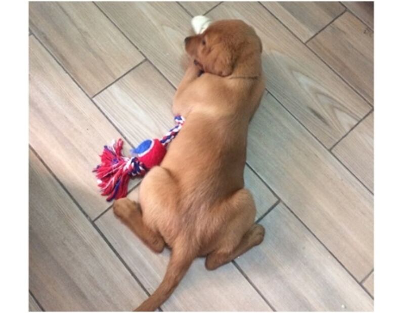 ¿Registro para cobrar por tener mascotas? Esto sabemos