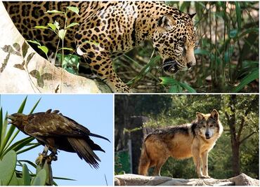 Fauna endémica de México está de fiesta