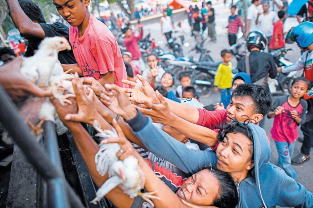 Sobrevivientes intentan obtener en Palu uno de los pollos que la policía distribuye como parte de la ayuda a la población. (JEWEL SAMAD. AFP)