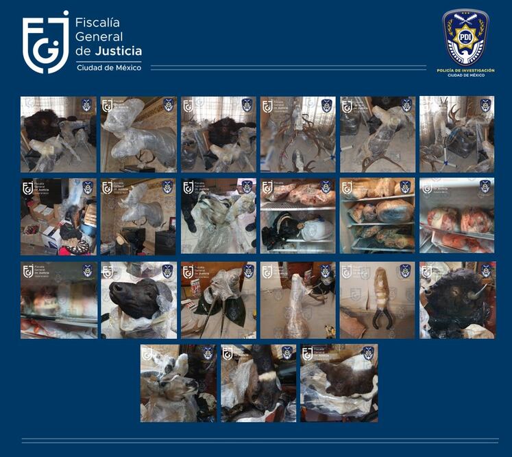 Agentes de la FIDAMPU ejecutaron una orden de cateo en un inmueble de la colonia Cuauhtémoc, donde localizaron varias piezas de taxidermia. (Foto: especial)
