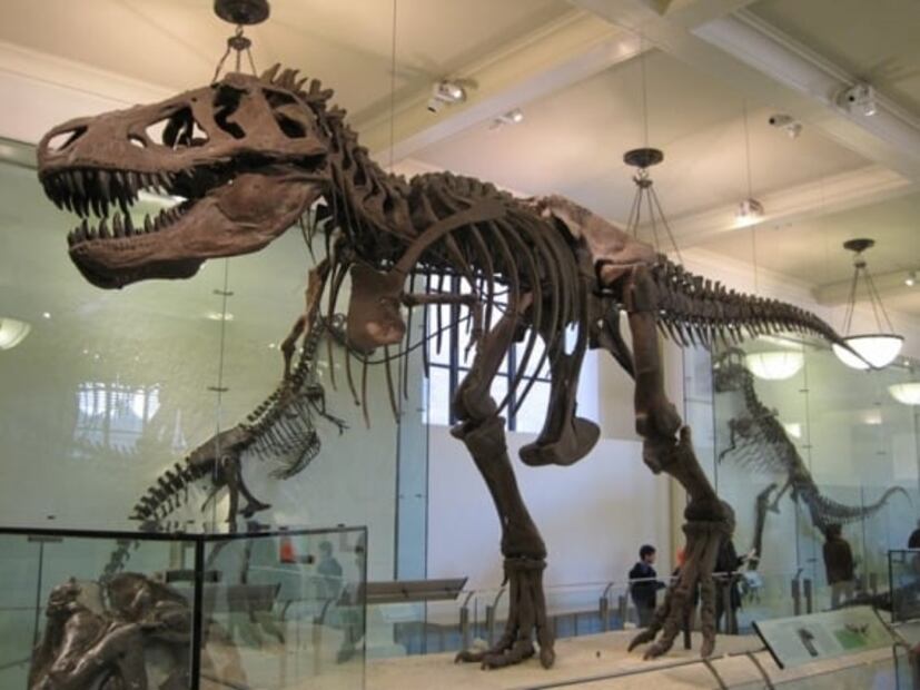 Dinosaurios en 360º, en uno de los mejores museos de Nueva York