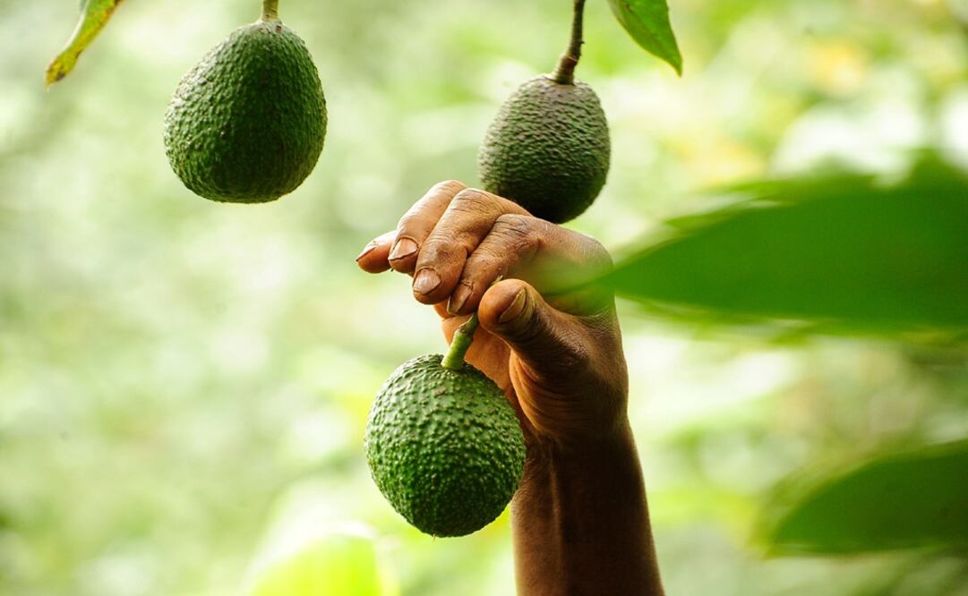Mexico is the main exporter of avocado in the world – Photo: Kevin Midigo/AFP